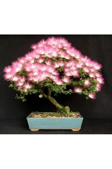 Tohumcumm Bodur Bonsai Gülibrişim Ağacı Tohumu 5 Tohum + Ekim Seti + Toprak + Saksı ürün görseli 1