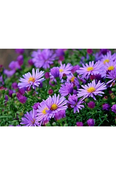 Tohumcumm 15 Adet Aster Çiçeği Tohumu Çiçek Tohumu + Saksı Toprak ürün görseli 1