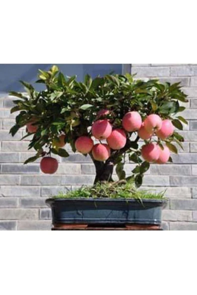 Tohumcumm Bodur Bonsai Elma Ağacı Tohumu 5 Adet Tohum Bonzai Tohumu ürün görseli 1