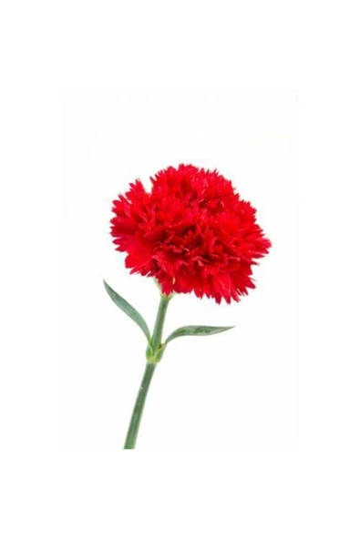 Tohumcumm Karanfil Çiçeği Tohumu Kırmızı Karanfil Tohumu 10 Adet Tohum ürün görseli 1