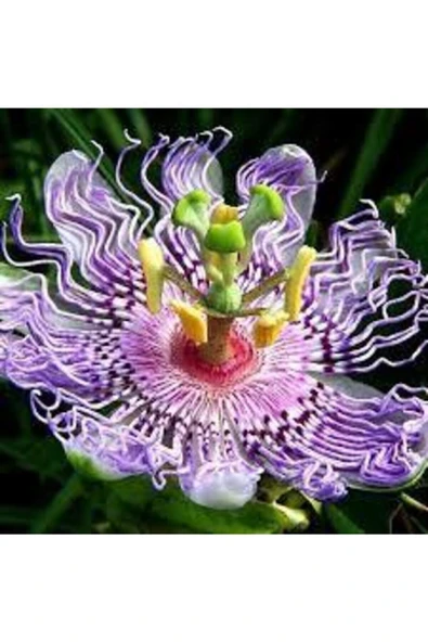 ata tohumculuk 10 Adet Çarkıfelek Çiçeği Tohumu Passiflora Çiçeği Tohumu Çiçek Tohumu Saksı Toprak Süpriz Hediyeli ürün görseli 1
