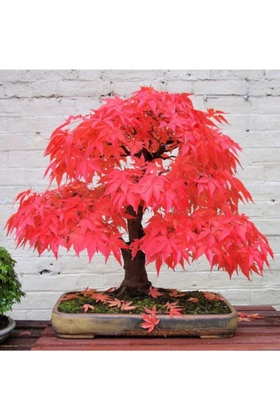 Tohumcumm Bodur Bonsai Acer Rubrum Ağacı Tohumu Kırmızı Akçaağaç Tohumu 5 Adet Tohum ürün görseli 1