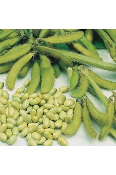 Naturel Tohum Soya Fasulye Tohumu (20 Adet Tohum) ürün görseli 1