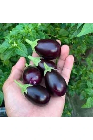 Tohumcumm 10 Adet Tohum Mini Mor Patlıcan Tohumu Ithal Nadir Thayland Patlıcanı ürün görseli 1