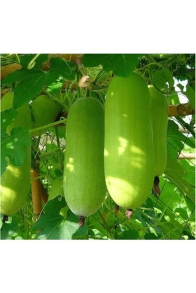 Tohumcumm Çin Kavunu Tohumu Nadir Çin Kavunu Tohumu Wax Guard Tohumu 5 Adet Tohum ürün görseli 1