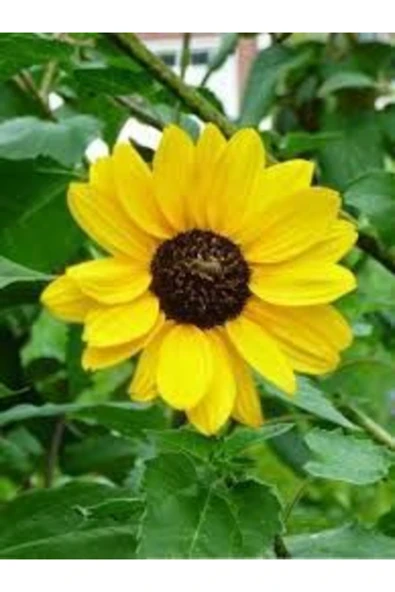 Tohumcumm Süs Ayçiçeği Tohumu Çiçek Tohumu 5 Adet Tohum + Saksı Toprak ürün görseli 1