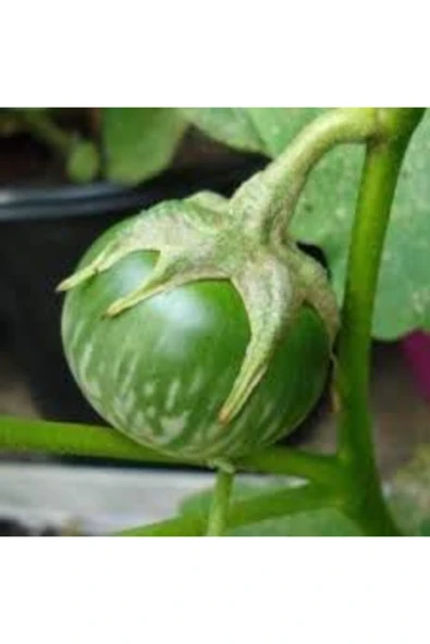 Tohumcumm 5 Adet Yeşil Dolmalık Patlıcan Tohumu Ithal Nadir Thayland Patlıcan ürün görseli 1