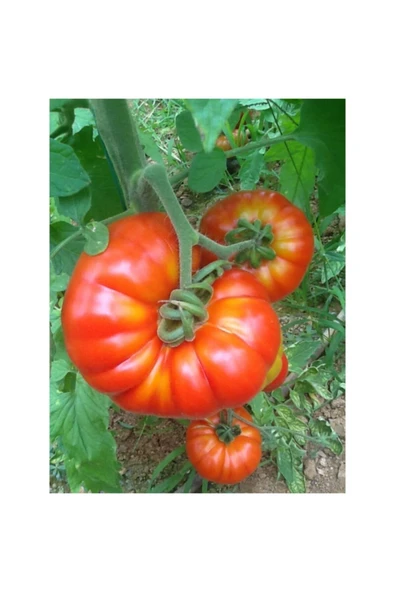 Tohumcumm Tohum Orjinal Köy Domatesi Tohumu Yerli Köy Domates Tohumu 20 Adet ürün görseli 1