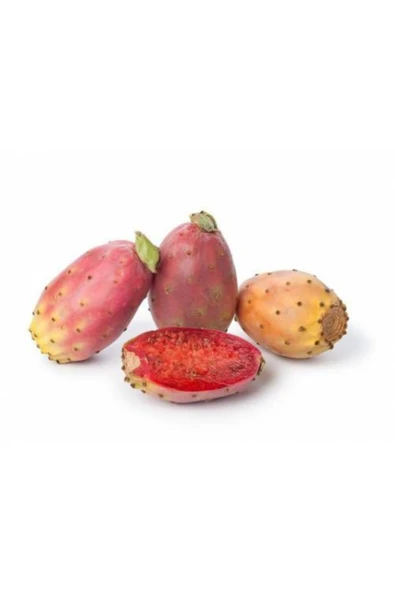 Tohumcumm 5 Adet Dikenli Incir Tohumu Hint Inciri Frenk Inciri Tohumu Saksı Toprak ürün görseli 1