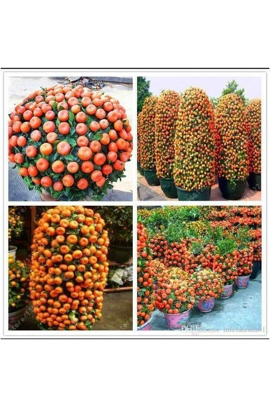 Tohumcumm 5 Adet Tohum Bodur Bonsai Mandalina Tohumu Bonzai Ağacı Tohum ürün görseli 1