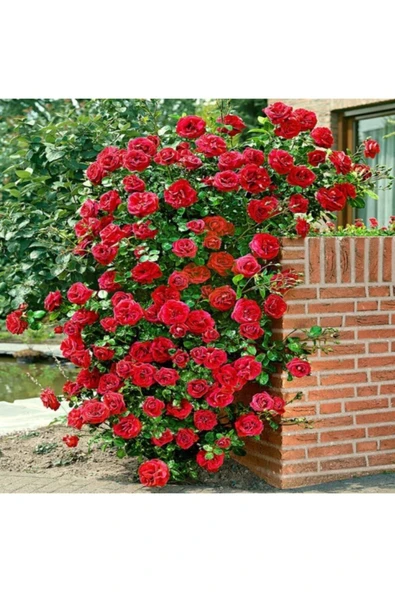 GARDENYA TOHUMCULUK Look 10 Adet Kokulu Yediveren Kırmızı Sarmaşık Gül Tohumu TH-533620257452025 ürün görseli 1