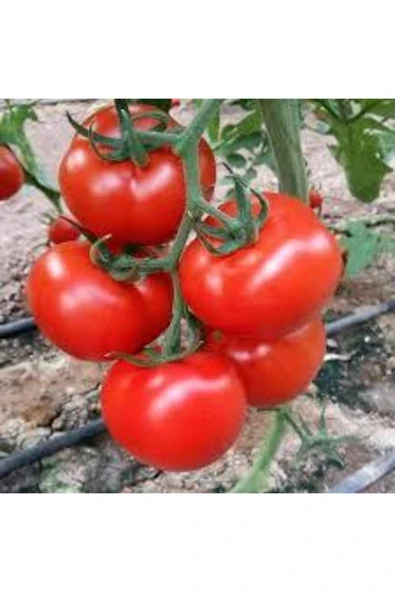 ata tohumculuk 10 Adet Ankara Ayaş Domatesi Tohumu ürün görseli 1