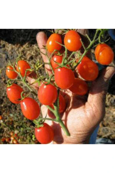 Tohumcumm Saksılık Zeytin Domates Tohumu 10 Adet Çeri Zeytin Domates Tohumu ürün görseli 1