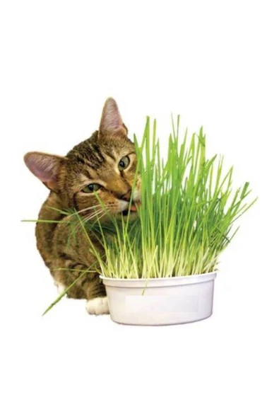 Tohumcumm Kedi Çimi Tohumu 100 Gram Tohum Çim Tohumu Kedi Otu Tohumu ürün görseli 1