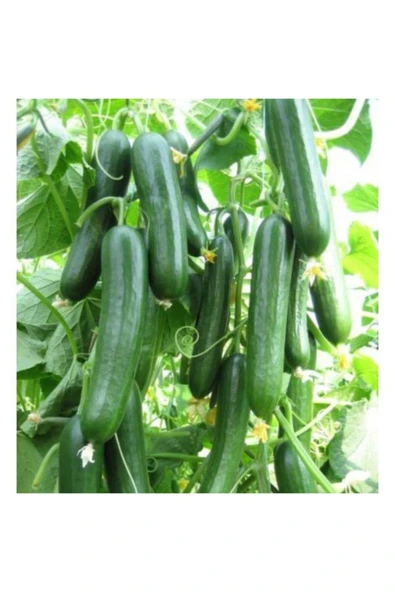 Tohumcumm 100 Adet Salatalık Tohumu Çengel Köy Salatalık Tohumu Hıyar Tohumu ürün görseli 1
