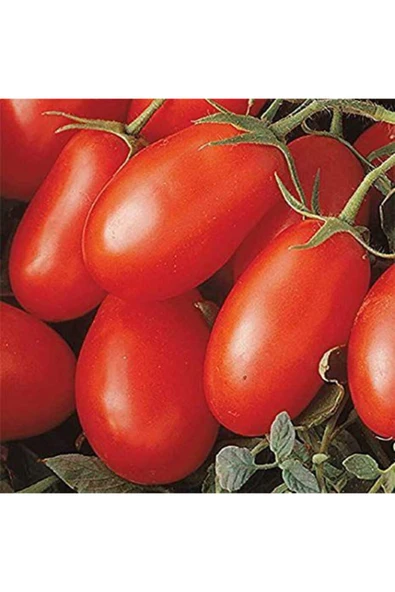 Tohumcumm Çerez Domates Tohumu Atıştırmalık Domates Tohumu 25 Adet Tohum ürün görseli 1