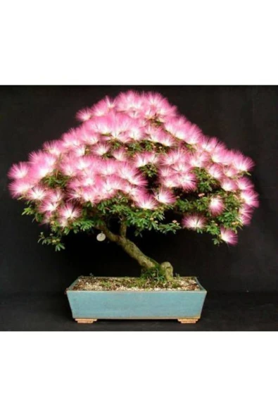 Tohumcumm 5 Adet Tohum Bodur Bonsai Gülibrişim Ağacı Tohumu Bonzai Tohumu ürün görseli 1