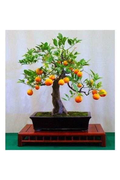 Tohumcumm Bodur Bonsai Portakal Ağacı Tohumu Bonsai Portakal Ağacı Tohumu 3 Adet Tohum ürün görseli 1