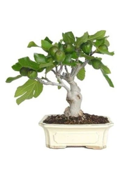 Tohumcumm Bonsai Yeşil Incir Ağacı Tohumu 5 Adet Tohum ürün görseli 1