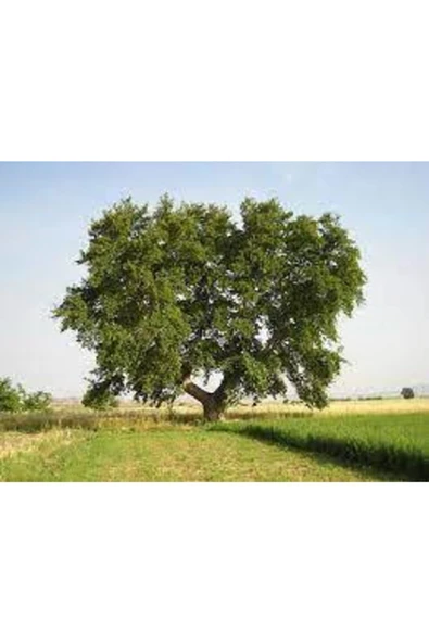 ata tohumculuk 5 Adet Tohum Çınar Ağacı Tohumu Süpriz Hediye Bonsai Ağacı Tohumu ürün görseli 1