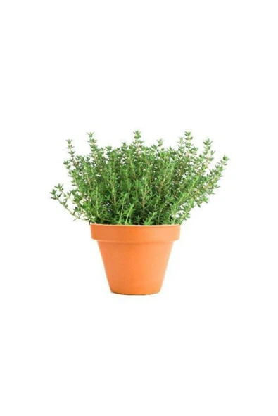Çam Tohumculuk Eko Paket 250 Adet Tohum Aromatik Dağ Kekiği Tohumu Kekik Tohumu ürün görseli 1