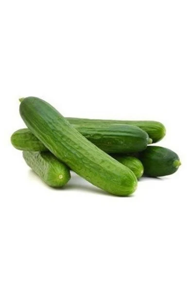 Tohumcumm Çengel Köy Salatalık Tohumu Çengelköy Hıyar Tohumu 20 Tohum + Saksı + Toprak ürün görseli 1