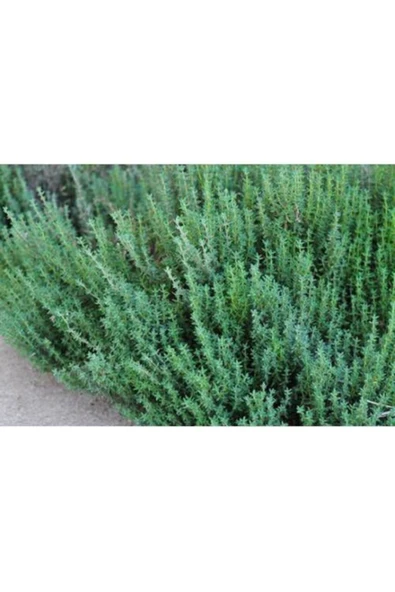 Tohumcumm 20 Adet Yerli Aromatik Dağ Kekiği Tohumu + Saksı Toprak ürün görseli 1