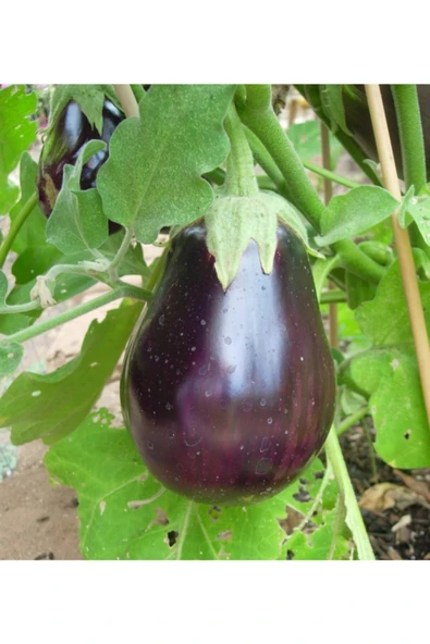 Tohumcumm Topak Patlıcan Tohumu Adana Patlıcan Tohumu 25 Tohum Saksı Toprak Sürpriz Hediye Tohum ürün görseli 1