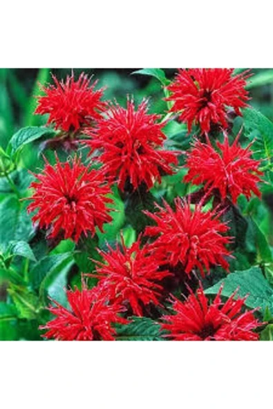 ata tohumculuk 5 Adet Tohum Nadir Bulunan Kırmızı Bergamot Çiçeği Tohumu Saksı ürün görseli 1