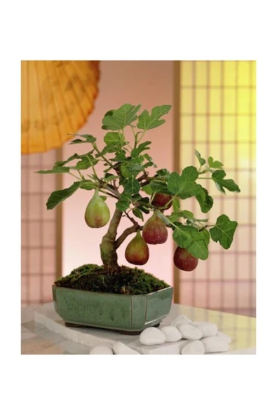 Tohumcumm Bodur Siyah Incir Bonzai Ağacı Tohumu 5 Adet Tohum Bonsai Ağacı Tohumu ürün görseli 1