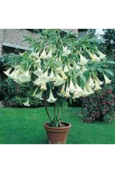 ata tohumculuk 5 Adet Tohum Angel Trumpet Çiçeği Tohum Melek Borazanı Çiçeği Tohum Tohum Saksı Toprak Hediyeli ürün görseli 1