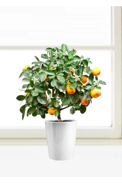 Tohumcumm Bodur Bonsai Mandalina Ağacı Tohumu Mandalin Ağacı Tohumu 5 Adet Tohum ürün görseli 1