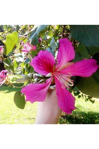 Tohumcumm Orkide Ağacı Tohumu Pembe Orkide Ağacı Tohumu 5 Adet Tohum ürün görseli 1