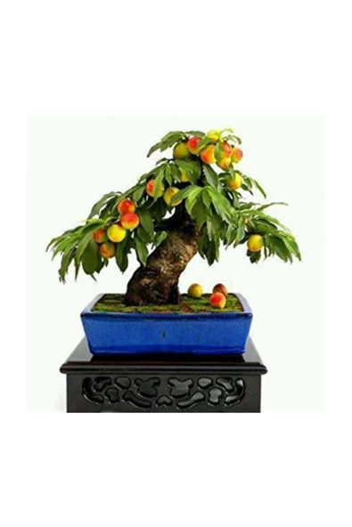 Tohumcumm Erik Bonzai Ağacı Tohumu 2 Adet Bonsai Ağacı Tohumu ürün görseli 1