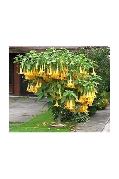Tohumcumm Angel Trumpet Çiçeği Tohumu Melek Borozanı Çiçek Tohumu 5 Adet ürün görseli 1