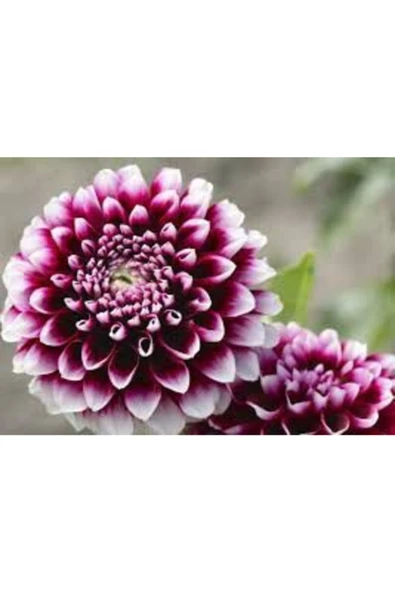 Tohumcumm Yıldız Çiçeği Tohumu Karışık Dahlia Yıldız Çiçek Tohumu 10 Adet Tohum + Saksı Toprak ürün görseli 1