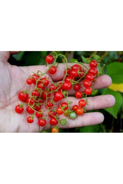 Tohumcumm Çeri Domates Tohumu Ithal Cherry Minik Bezelye Domates Tohumu 10 Adet Tohum ürün görseli 1