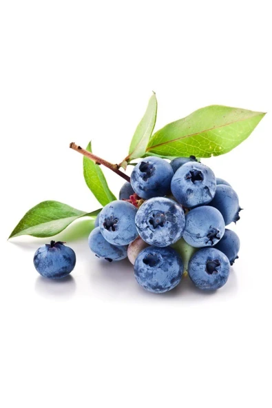 Tohumcumm Yaban Mersini Tohumu Blueberry Tohumu 10 Adet Tohum ürün görseli 1