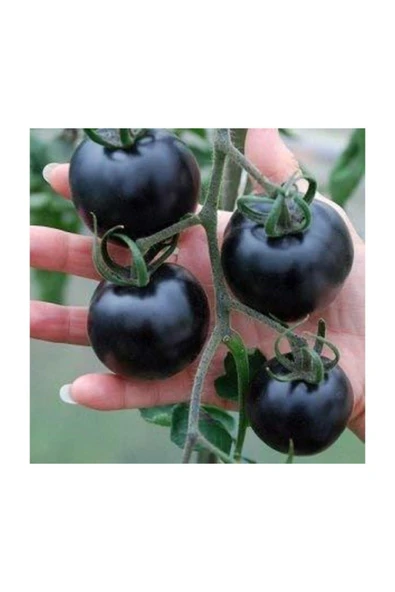 Tohumcumm Siyah Domates Tohumu 5 Adet Tohum Black Tomato ürün görseli 1