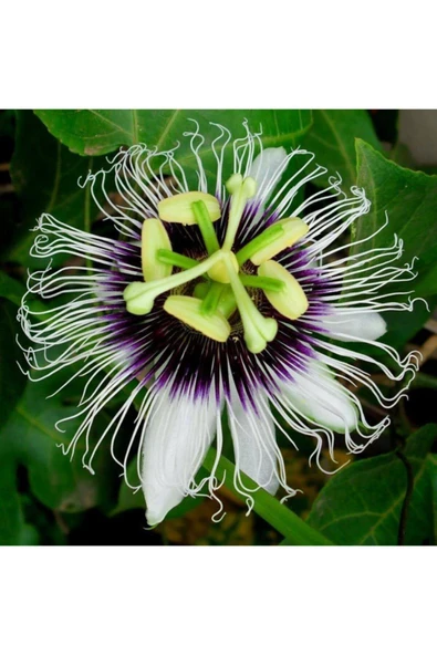 Tohumcumm Passiflora Çiçeği Tohumu Çarkıfelek Çiçeği Thumu 3 Adet Tohum ürün görseli 1