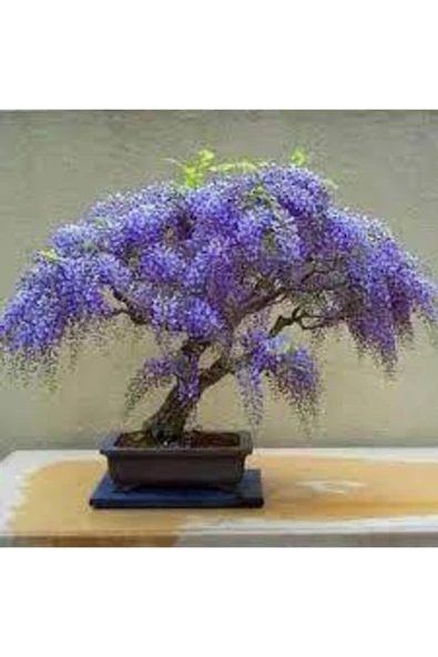 ata tohumculuk 5 Adet Bodur Jakaranda Bonsai Ağacı Tohumu ürün görseli 1