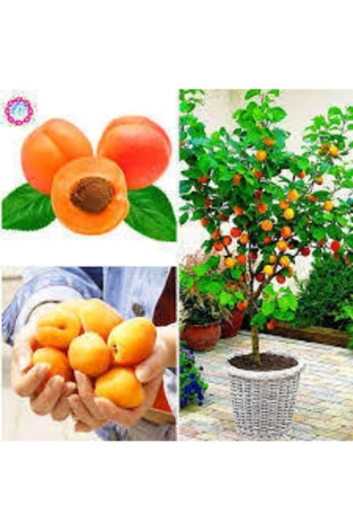 ata tohumculuk 3 Adet Tohum Şekerpare Kayısı Bodur Bonsai Ağaç Tohumu Sürpriz Hediye Tohum ürün görseli 1