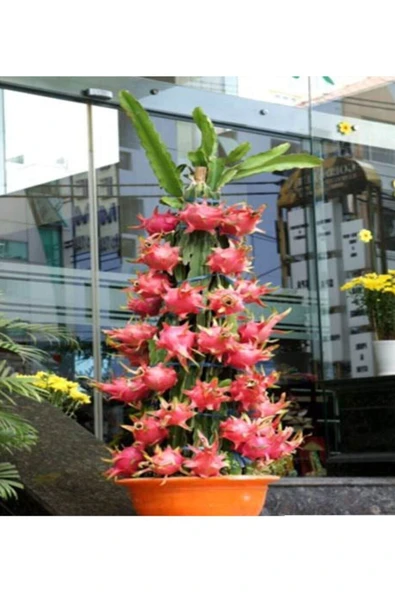 Tohumcumm Bodur Pitaya Ağacı Tohumu Beyaz Pitaya Ağacı Tohumu Cüce Pitaya 10 Adet Tohum ürün görseli 1