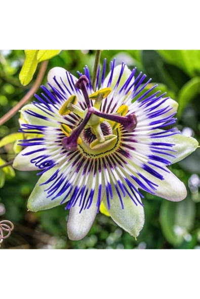 Tohumcumm Ithal Passiflora Meyvesi Tohumu Çarkı Felek Saat Çiçeği Tohumu 3 Adet Tohum ürün görseli 1
