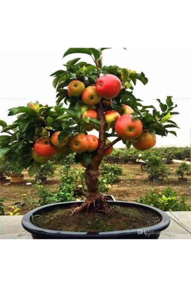 Tohumcumm Bodur Bonsai Elma Ağacı Tohumu 5 Adet Tohum ürün görseli 1