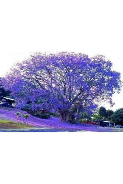 Tohumcumm Jakaranda Ağacı Tohumu Jacaranda Tohumu 10 Adet Tohum ürün görseli 1