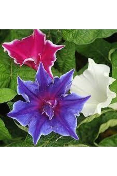 ata tohumculuk Ipomea Purpurea Çiçeği Tohumu 15 Adet ürün görseli 1