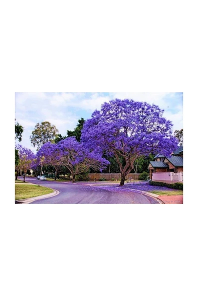 Tohumcumm Nadir Jakaranda Ağacı Tohumu 10 Adet Tohum Jacaranda Mimosifolia ürün görseli 1