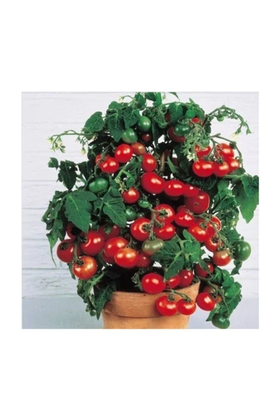 Tohumcumm Cherry Saksılık Domates Tohumu 15 Adet ürün görseli 1