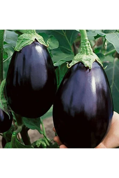 Tohumcumm Iri Dev Patlıcan Tohumu Ithal Dev Patlıcan Tohumu 15 Adet Tohum ürün görseli 1